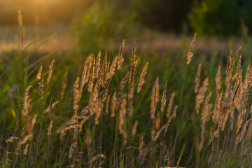 Obraz premium grass in the wind