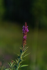 flowers in the field