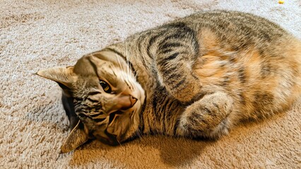 Playful Tabby Cat Lounging on Beige Carpet in Natural Light