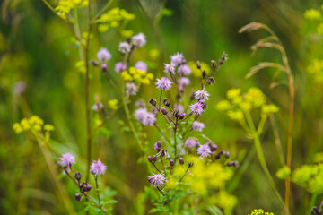 flowers in the field