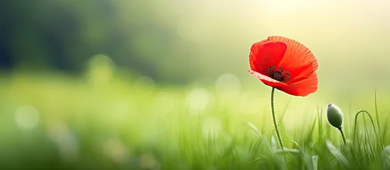 Fotobehang Vibrant Red Poppy Flower Blooming Beautifully in Lush Green Grass Field © vxnaghiyev