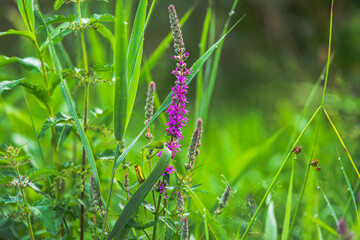 flowers in the field
