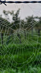 Beautiful spider web in the morning dew. Natural masterpieces
