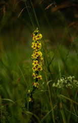 flowers in the field