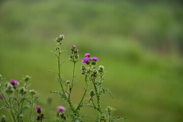 flowers in the field