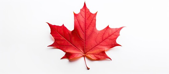 Fototapeta premium Vibrant Red Maple Leaf Symbolizes Fall Season on Clean White Background