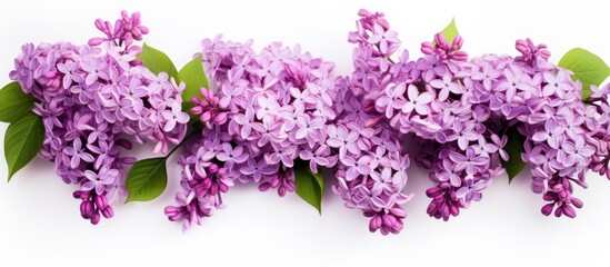 Elegant Lilac Flowers Blooming on a Clean White Background for a Fresh and Delicate Spring Look