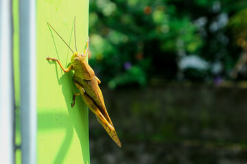 Big brown grasshopper hanging on green wall with blur background.