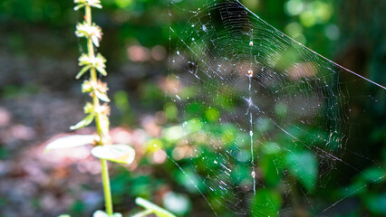 Web with a small spider against a background of green foliage. Sunny day in the forest. The sun is reflected on the web. Trap for flies in a grove close-up.