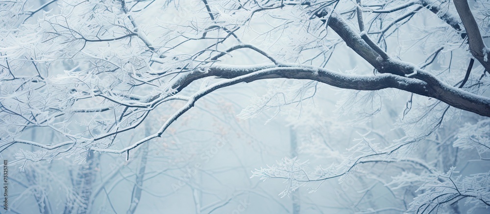 Poster serene winter wonderland: tree branch blanketed in pristine snow in tranquil snowy scene