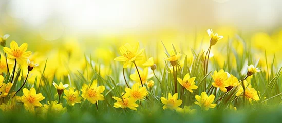Papier Peint photo autocollant Jaune Vibrant Yellow Flowers Blooming Beautifully in the Lush Green Grass Field