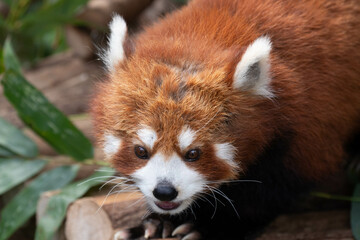 Close up Cute Fluffy Red Panda, Lesser Panda