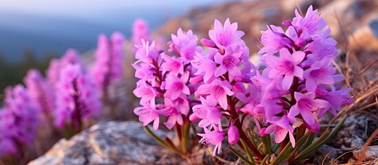 Obraz premium Vibrant Purple Flora Thriving on a Remote Mountain Slope Amidst Harsh Terrain