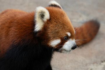 Close up Cute Fluffy Red Panda, Lesser Panda