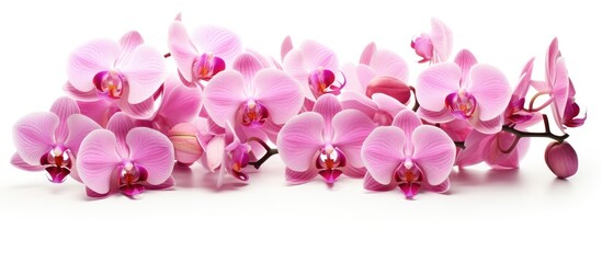 Fototapeta na wymiar Elegant Pink Orchid Flowers Blossoming on Clean White Background