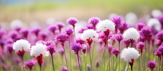 Vibrant Purple and White Flowers Blooming Beautifully on Lush Green Grass Field