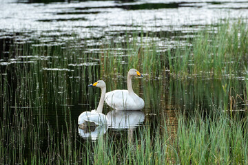 A pair of whooper swans, Cygnus cygnus resting calmly on a little lake in the evening