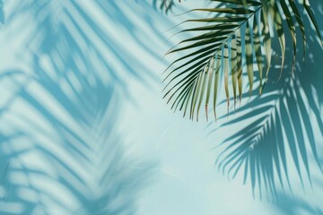 Green palm tree leafy on a blue background. The concept of calm and relaxation, like a palm tree