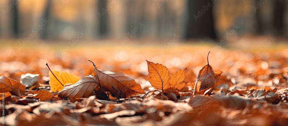 Poster autumn vibes: colorful leaves scattered on the ground in a fall forest setting