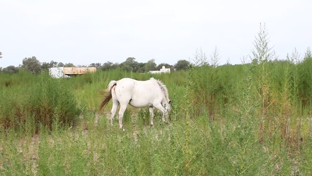 Caballo blanco criollo de la pampa sudamericana de Argentina, se usa para trotar,  pastorear y arrear  ganado, comiendo en el campo con pastos verdes, sacude la cola para ahuyentar a los insectos 