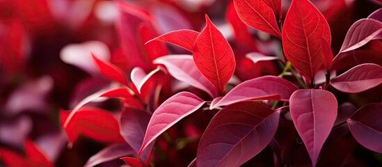 Vibrant Red Leaves Blanket Ground in Autumn Forest Setting with Rich Fall Colors