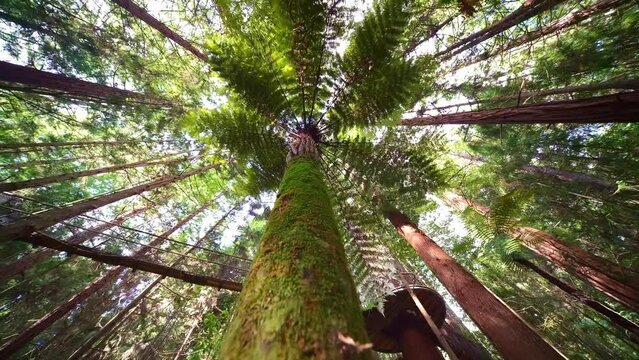 Giant Redwoods sequoia trees in Whakarewarewa Forest near Rotorua, New Zealand. hiking destination in North Island. 