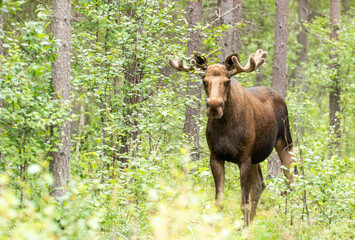 Big wild male mammal, an elk, Alces alces standing in the forest in Finnish wilderness	 - 753259424