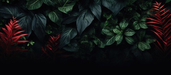 Vibrant Red and Green Leaves on a Dramatic Black Background