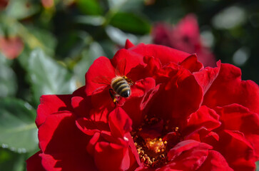 bee on a red rose