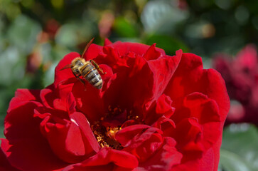 bee on a red rose