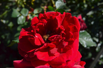 bee on a red rose