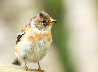 Colorful Brambling, Fringilla montifringilla standing on wooden surface