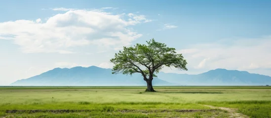 Fotobehang Solitary Tree Standing Tall in Vast Countryside Field Under Blue Sky © vxnaghiyev