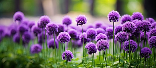 Vibrant Purple Flowers Blossoming Beautifully in a Lush Garden Oasis