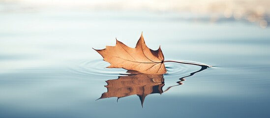 Serene Leaf Drifting on Calm Water Reflecting Nature's Tranquility