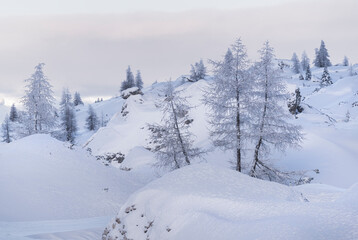 Fototapeta na wymiar verschneite Bäume am Valparola Pass, Venetien, Italien