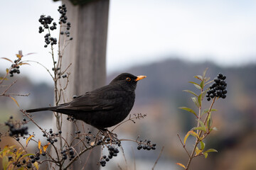 Fototapeta premium Blackbird Amongst Berries