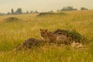Maasai Mara Lioness