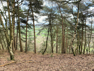 A view of the Cheshire Countryside at Peckforton Hills