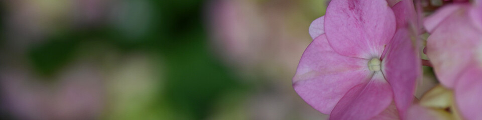 pink hydrangea flowers background close up