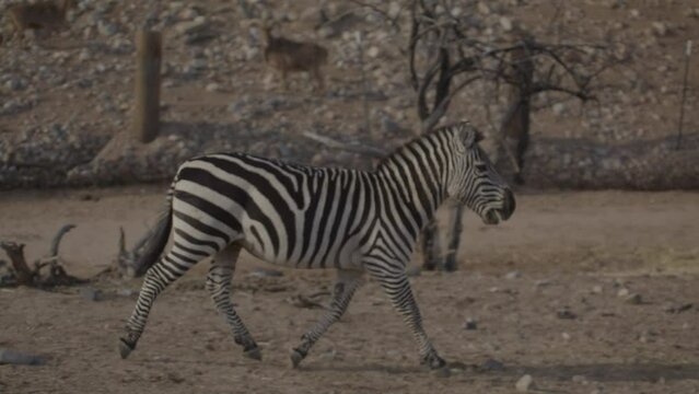 Slow motion trotting zebra in the wild