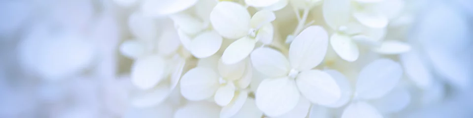 Gordijnen white hydrangea flowers background close up © Anna