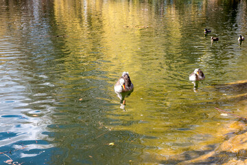 great crested grebe