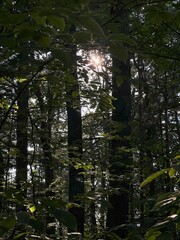 Fototapeta premium Tranquil Woods Hiking: Immersed in Nature's Serenity