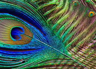 abstract peacock feather pattern created with generative ai technology