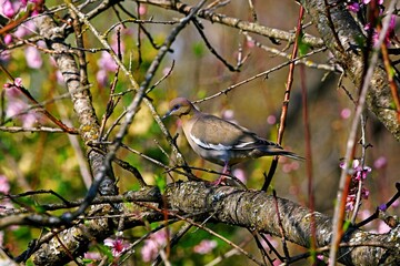 Dove Perched In A Tree-5019