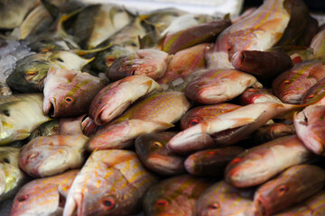 fresh fish on the market