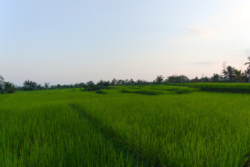 green field and blue sky