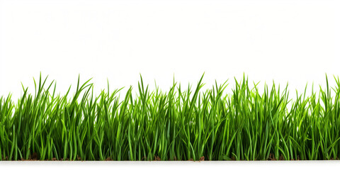 Fototapeta premium green grass on white background сreated with Generative Ai
