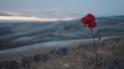 a single red rose sitting on top of a dry grass field next to a field with a view of a valley in the distance.
